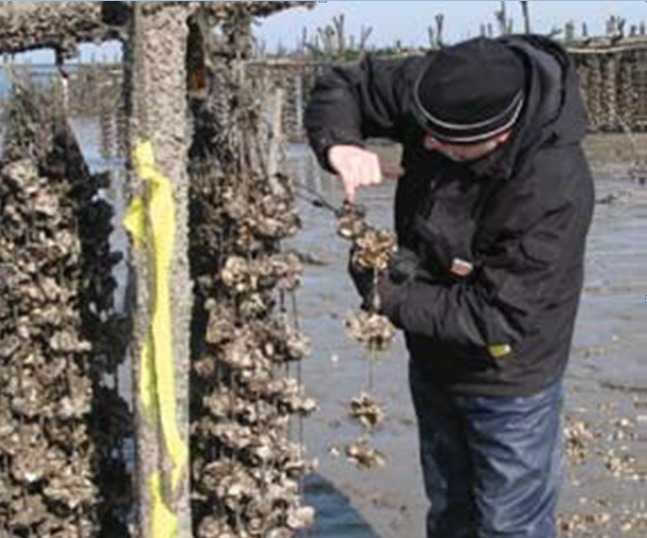 ITOPF_Technical_Adviser_surveying_aquaculture_facilities_after_the_spill_from_HEIBEI_SPIRIT.