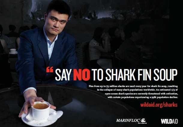 Shark Fins