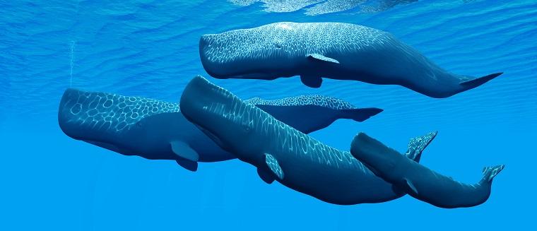 Why do whales beach themselves? We're partially to blame.