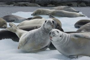 seals