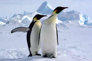 emperor penguin