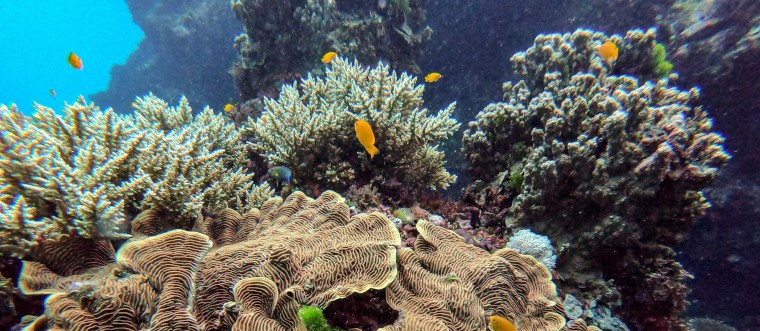 The Most Extensive Coral Bleaching Is Threatening the Great Barrier ...