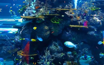 10 less known facts about marine animals1-min