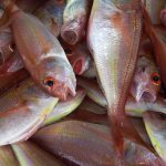 Image of Fishes
