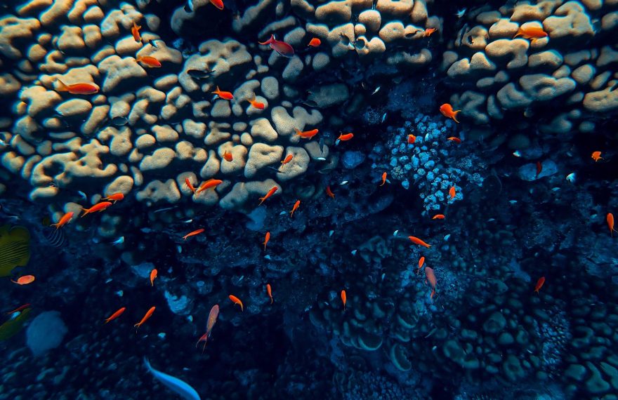 Image of under sea