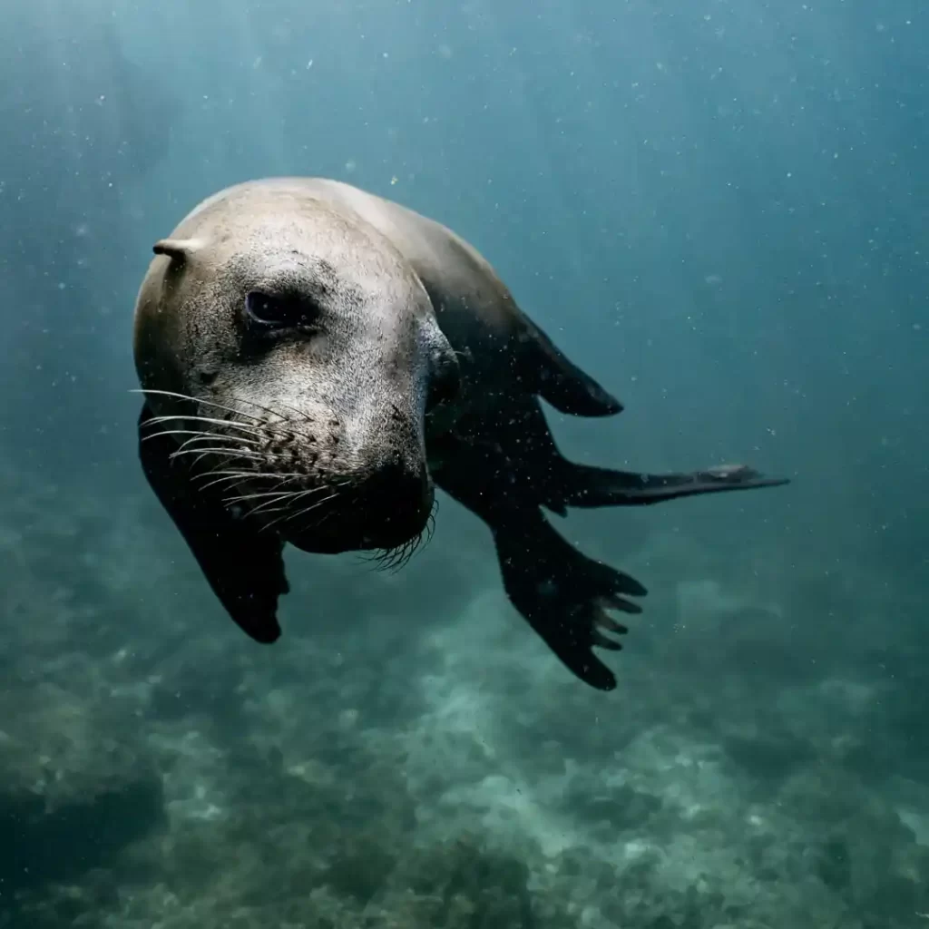 Image of a seal