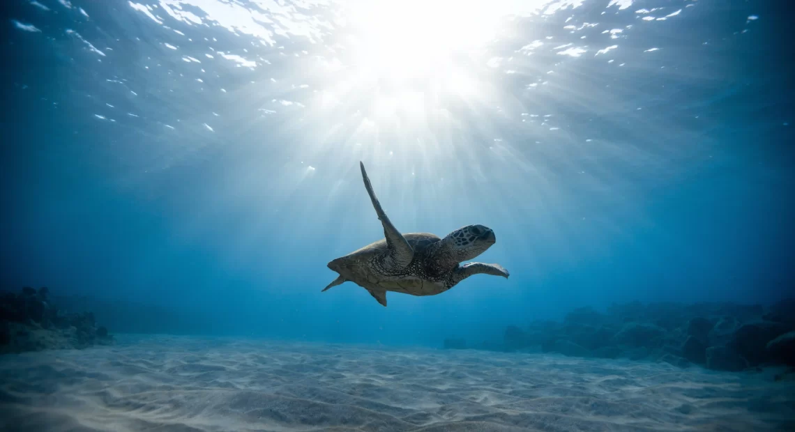 Image of a Turtle under sea