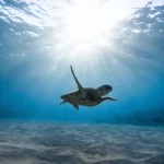 Image of a Turtle under sea