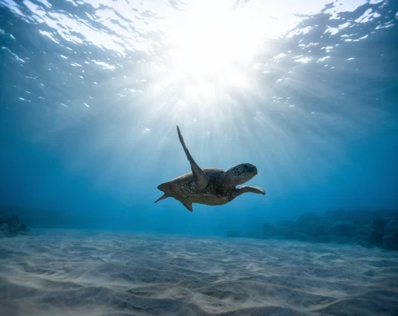 Image of a Turtle under sea
