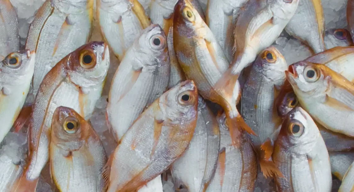 The benefits & challenges implementing sustainable fishing practice