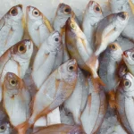 Image of fishes
