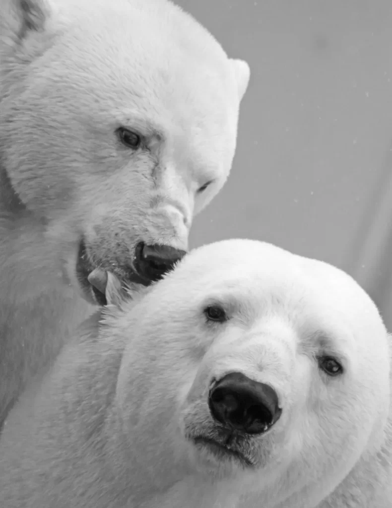 Image of two Polar bears