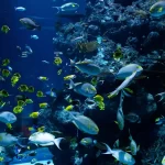 Under Water Marin life