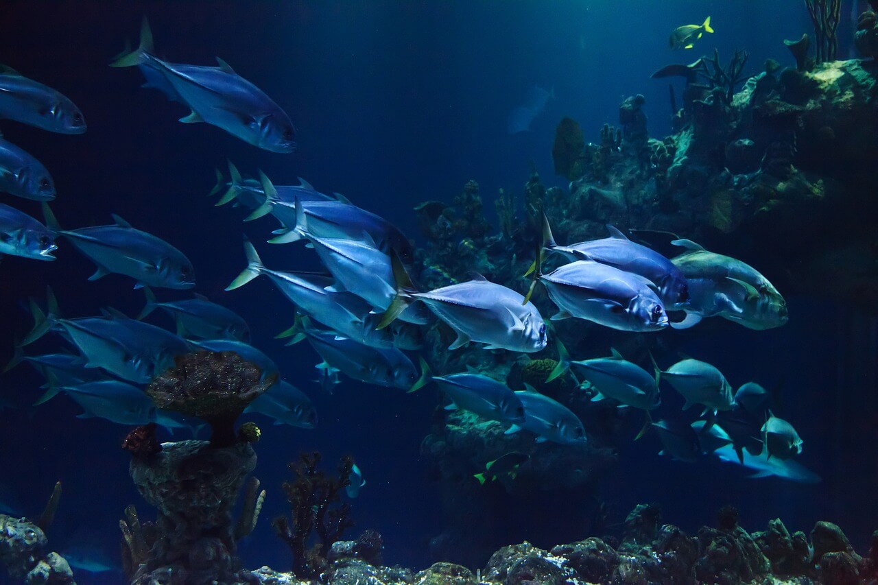 Image of fishes. Sea resource
