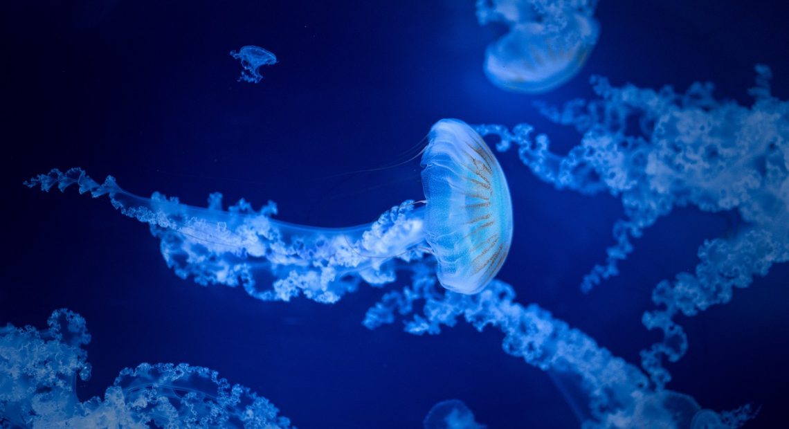Sea life DNA Barcoding