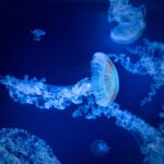 Sea life DNA Barcoding