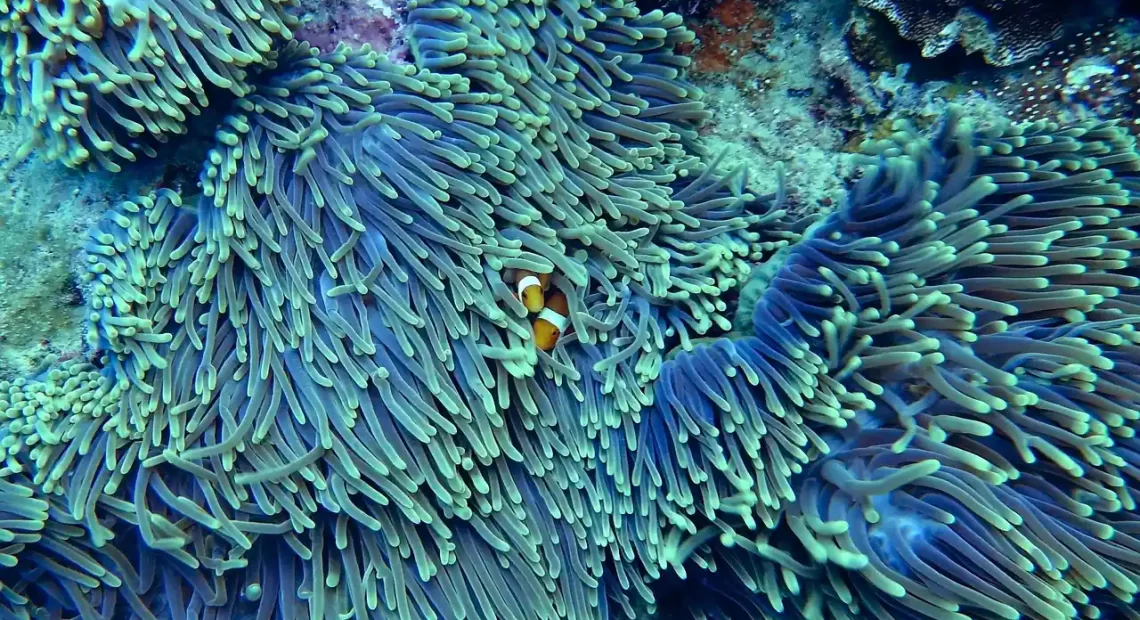 Preserving The Jewels Of The Ocean: The Importance Of Coral Reef Protection