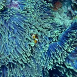 Preserving The Jewels Of The Ocean: The Importance Of Coral Reef Protection