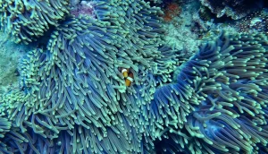 Preserving The Jewels Of The Ocean: The Importance Of Coral Reef Protection