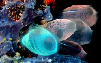 Marine Conservation Success Stories: Case Studies In Restoring Ecosystems