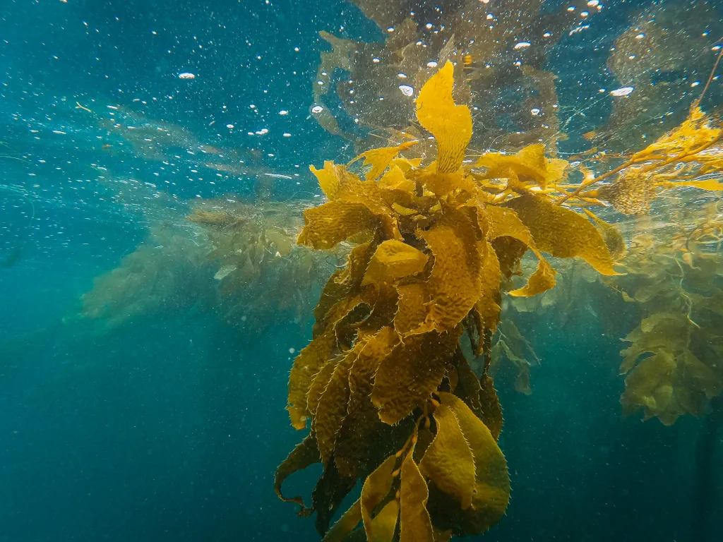 Benefits Beyond the Waves: Kelp Forests – Nature’s Unsung Heroes