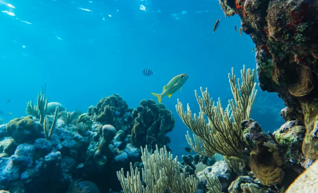 The Role of Kelp Forests in Marine Ecosystems: Benefits and Conservation