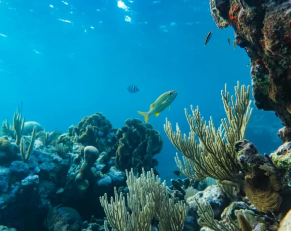 The Role of Kelp Forests in Marine Ecosystems: Benefits and Conservation