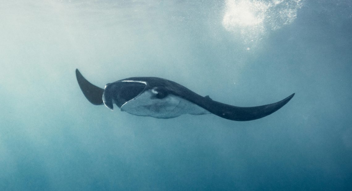 The Fight to Save Endangered Marine Species