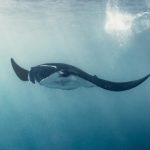 The Fight to Save Endangered Marine Species