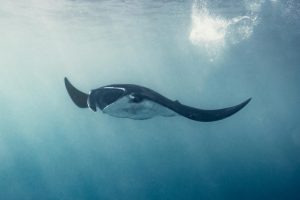 The Fight to Save Endangered Marine Species