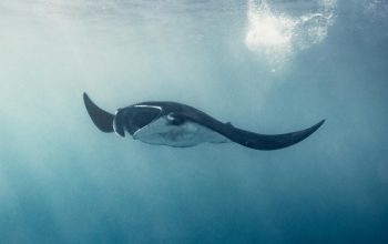 The Fight to Save Endangered Marine Species