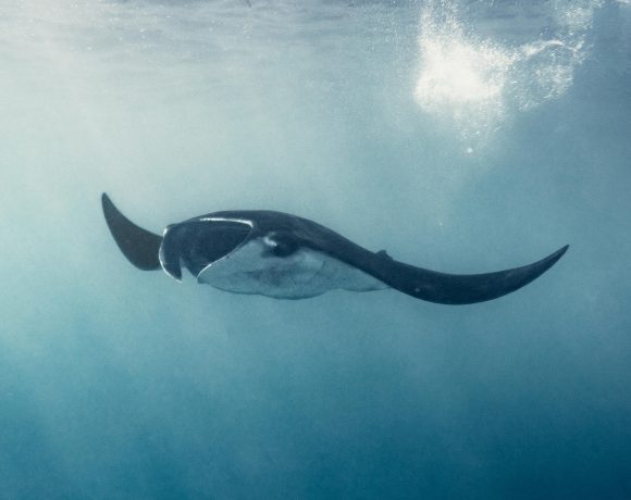 The Fight to Save Endangered Marine Species